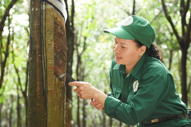 Cao su Phú Riềng - Biểu tượng của sự phát triển bền vững